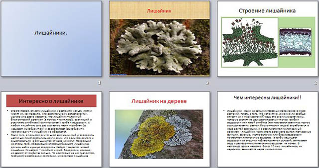 Презентация по биологии Лишайники