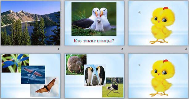  презентация по предмету Живой мир на тему Общие представления о мире птиц