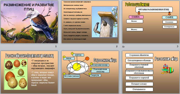 Биология 7 класс размножение и развитие птиц презентация 7 класс