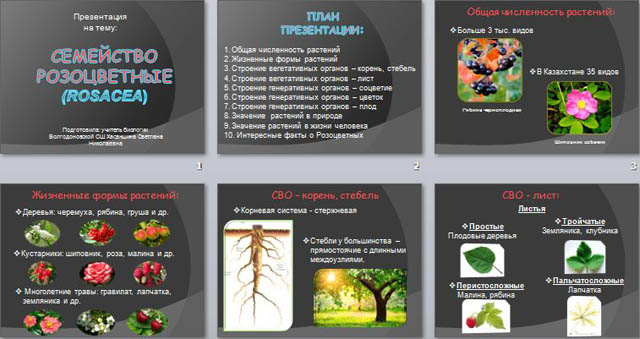 Презентация по биологии Семейство Розоцветные