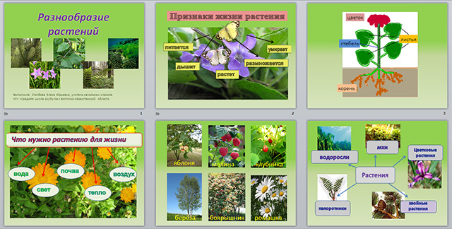 Конспект и презентация урока для начальных классов на тему Разнообразие растений