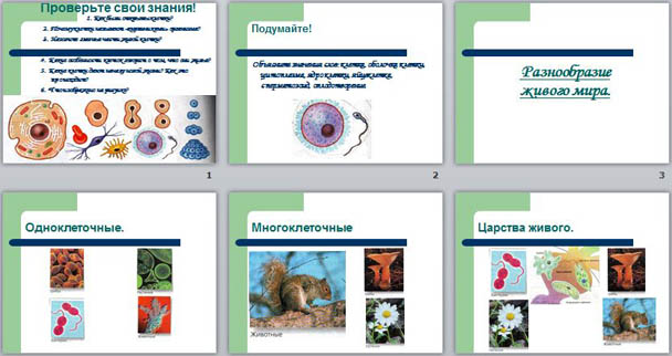 Презентация по биологии Разнообразие живого мира