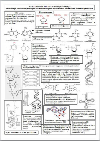 Схема-таблица по химии Нуклеиновые кислоты