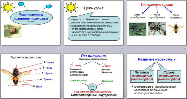 Размножение насекомых