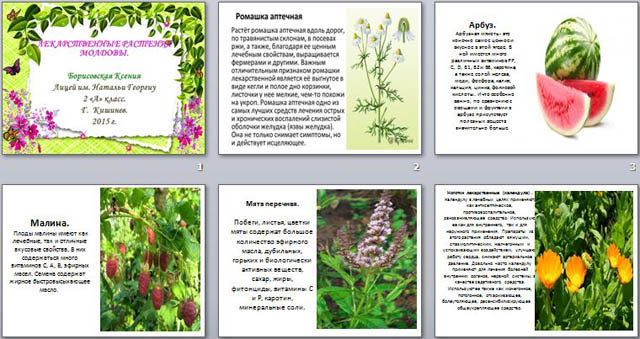 Презентация для начальных классов Лекарственные растения Молдовы