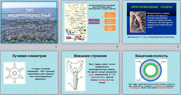 Презентация к уроку биологии Тип Кишечнополостные