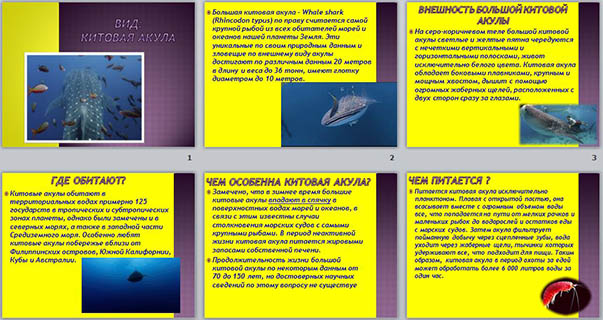 Презентация по биологии Вид: китовая акула