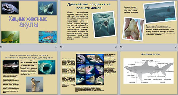 Презентация по биологии Хищные животные: акулы