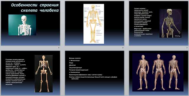 Презентация к уроку биологии на тему Особенности строения скелета человека