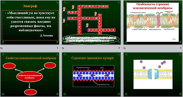 Что такое диффузия и осмос в биологии