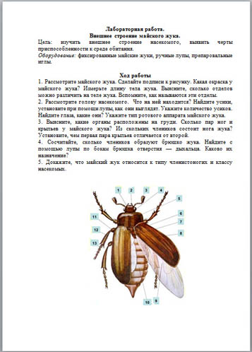 Лабораторная работа внешнее строение насекомого. Внешнее строение брюшка майского жука. Строение майского жука дыхальца. Майский Жук внешнее строение биология 7 класс. Лабораторная работа по биологии 7 Майский Жук.