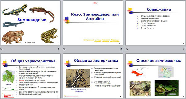 Реферат: Земноводные и их особенности