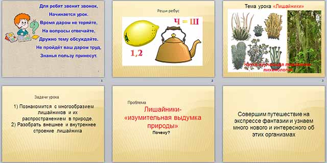 Презентация по биологии по теме Лишайники