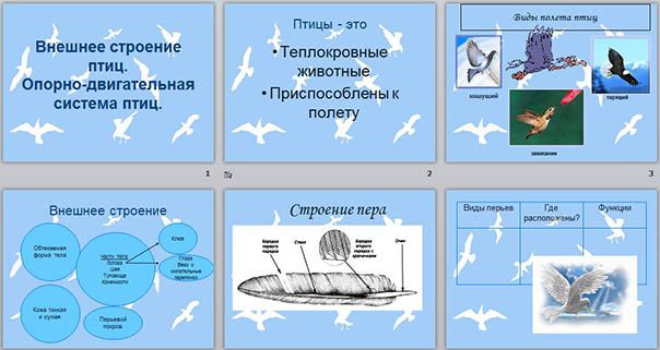 Презентация к уроку биологии на тему Особенности внешнего строения птиц. Опорно-двигательная система