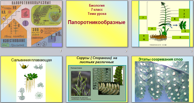 Особенности размножении папоротников, их роль в природе и жизни человека (презентация)