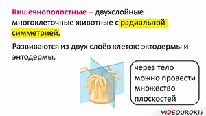 какое пищеварение у гидры