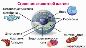 Как устроены животные: особенности строения и функции органов у животных