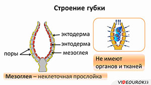 Зарисуйте схему строения губки подпишите основные части опишите особенности внешнего строения губки