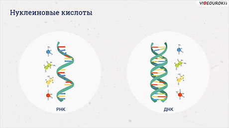 Нуклеиновые кислоты 10. 5 И 3 концы молекулы ДНК. Гуанин комплементарен. Штрих концы ДНК И РНК. 5 Штрих и 3 штрих концы молекул ДНК что это.