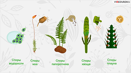 Способы размножения растений