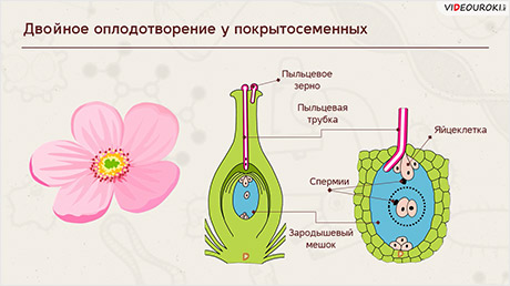 Составьте схему двойного оплодотворения которая отражала бы суть процесса 6 класс