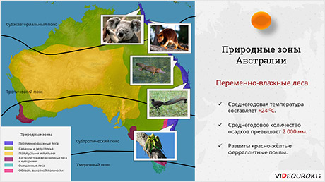 План описания природной зоны переменно влажные леса