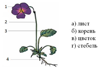 Корень стебель лист имеют