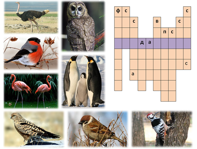 Окружающий мир 1 класс название птиц. Кроссворд про птиц. Кроссворд про животных и птиц. Сканворд про птиц. Кроссворд на тему животные и птицы.