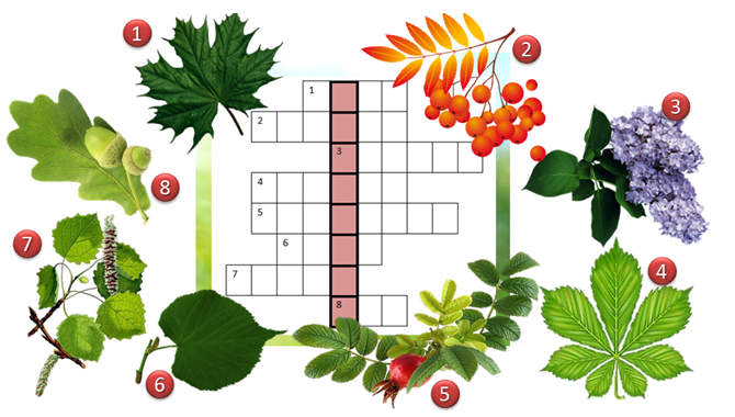 Кроссворд название цветов. Кроссворд деревья. Кроссворд для детей на тему деревья. Кроссворд на тему деревья. Кроссворд деревья и кустарники.