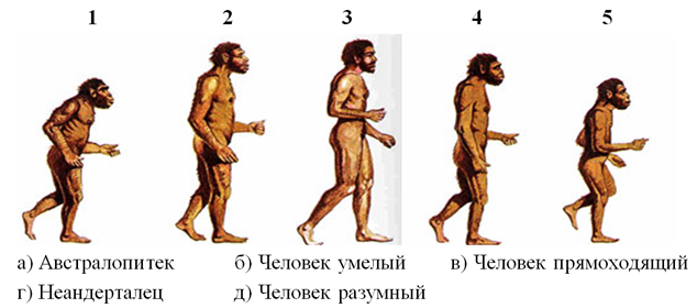 Неандерталец кроманьонец таблица. Эволюция человека хомо сапиенс. Древний человек название. Человек умелый человек прямоходящий человек разумный. Эволюция вида человек разумный.