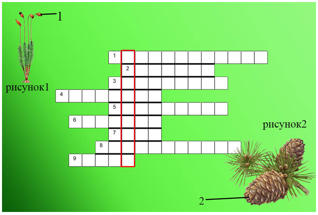 Кроссворд водоросли. Кроссворд на тему водоросли лишайники мхи с вопросами. Кроссворд на тему мхи и папоротники. Кроссворд на тему папоротники. Кроссворд на тему водоросли.