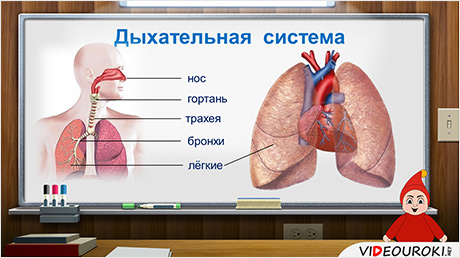 Дыхание и кровообращение вопросы