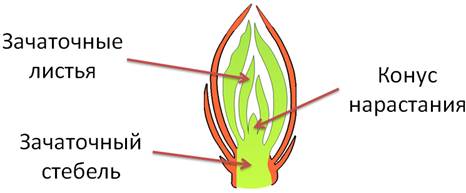 Конус нарастания. Строение конуса нарастания стебля. Конус нарастания побега. Конус нарастания почки. Зачаточный лист конус нарастания зачаточный стебель.