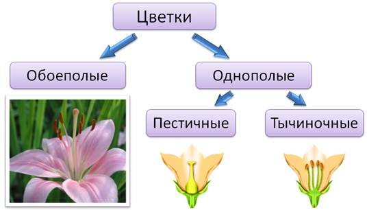 План неизвестный цветок 6 класс