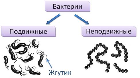 Какие существуют разновидности файловых структур выберите несколько из 4 вариантов