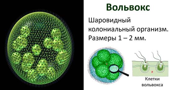 вольвокс под микроскопом