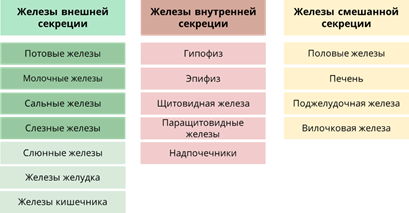 Железы внешней секреции картинки