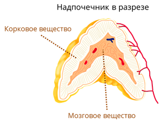 Схема расположения желез внутренней секреции