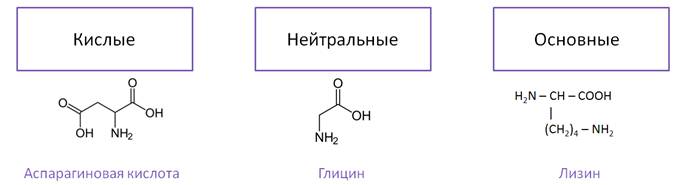 Аминокислоты аминогруппа карбоксильная группа. Классификация аминокислот нейтральные кислые. Кислотно основная классификация аминокислот. Кислые и основные аминокислоты. Кислые основные и нейтральные аминокислоты.