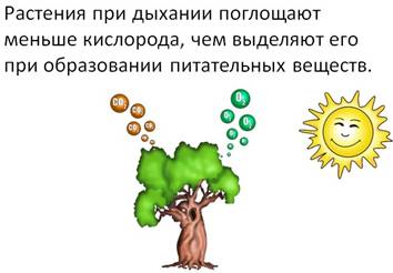 При дыхании растение поглощает